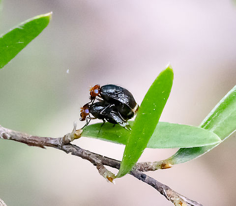 Come Fly with Me -  Depressa atrata  Australia,Common Fruit Fly,Depressa atrata,Drosophila melanogaster,Geotagged,Summer