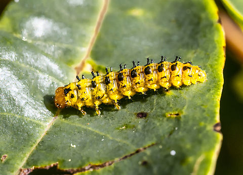 Lamprolina aeneipennis  Australia,Geotagged,Lamprolina aeneipennis,Pittosporum Leaf Beetle,Summer