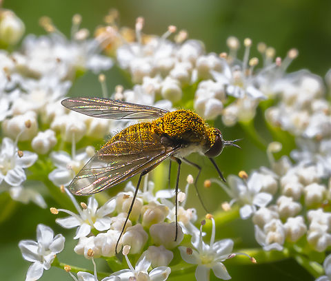 Slender Bee Fly - Geron dispar  Australia,Geotagged,Geron dispar,Summer