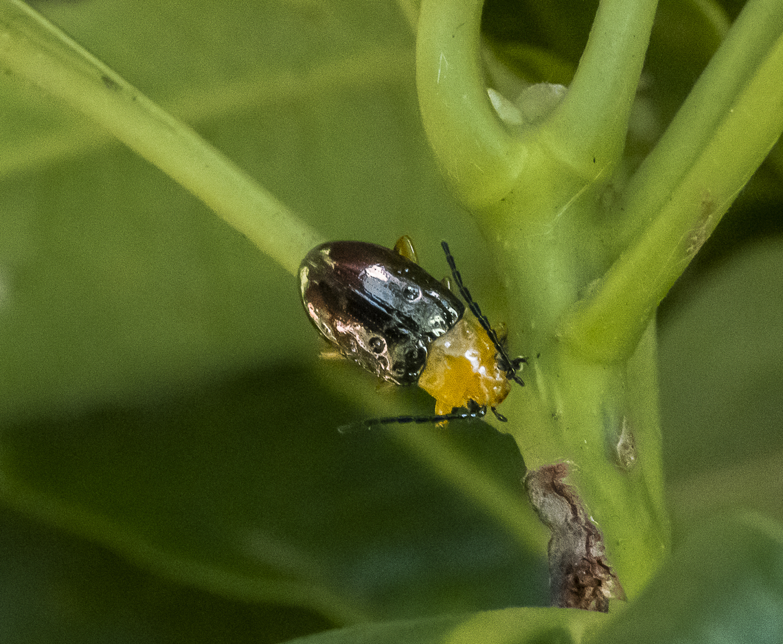 Lamprolina aeneipennis  Australia,Geotagged,Lamprolina aeneipennis,Pittosporum Leaf Beetle,Summer
