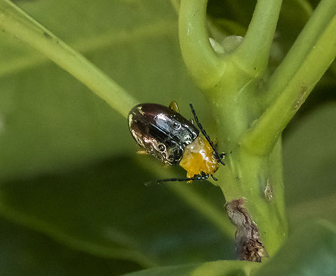 Lamprolina aeneipennis  Australia,Geotagged,Lamprolina aeneipennis,Pittosporum Leaf Beetle,Summer