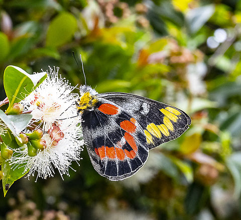 Delias harpalyce - Imperial Jezebel  Australia,Delias harpalyce,Geotagged,Summer