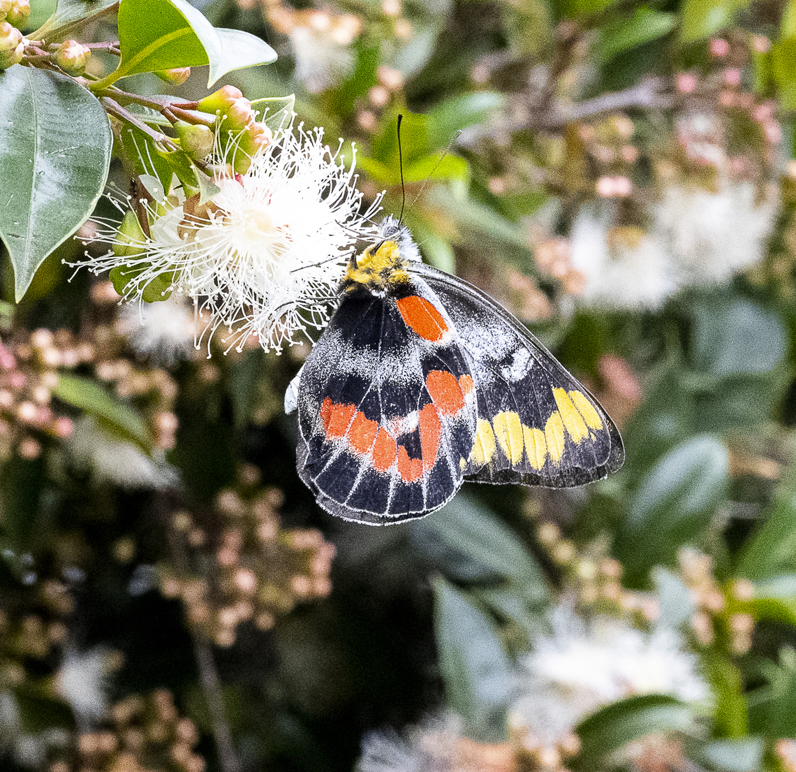 Delias harpalyce - Imperial Jezebel  Australia,Delias harpalyce,Geotagged,Summer