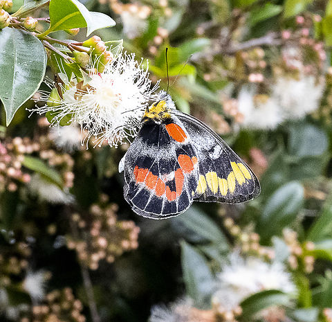 Delias harpalyce - Imperial Jezebel  Australia,Delias harpalyce,Geotagged,Summer