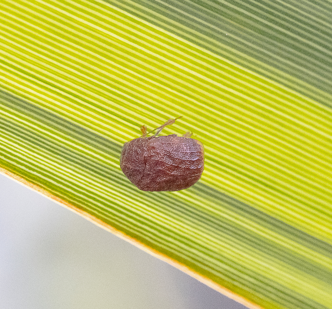 Tiny Beetle - Cadmus sp. ?  Australia,Geotagged,Summer