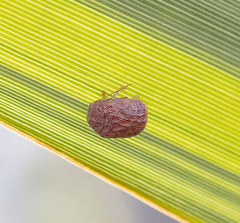 Tiny Beetle - Cadmus sp. ?  Australia,Geotagged,Summer