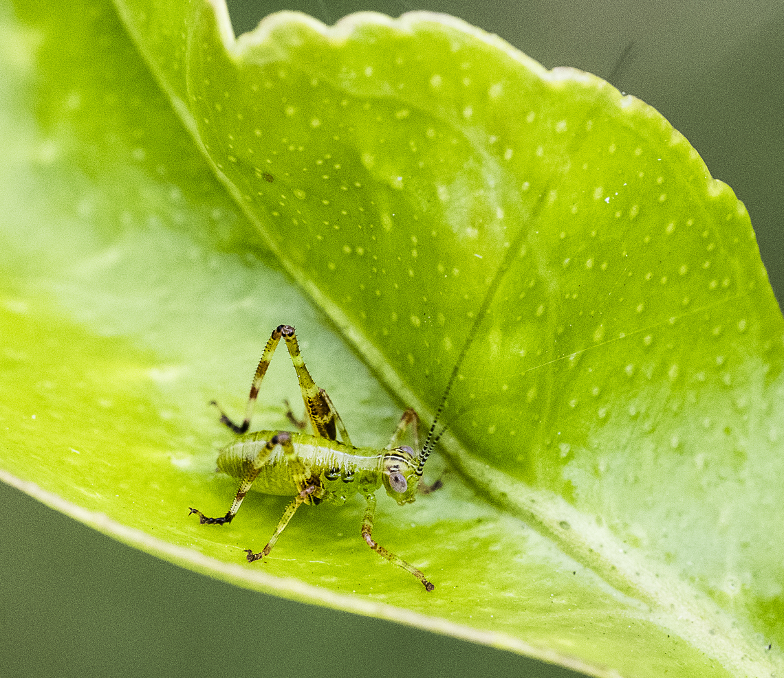 Australian common garden katydid  Anonistus Katydid,Anonistus scariosus,Caedica simplex,Caedicia simplex