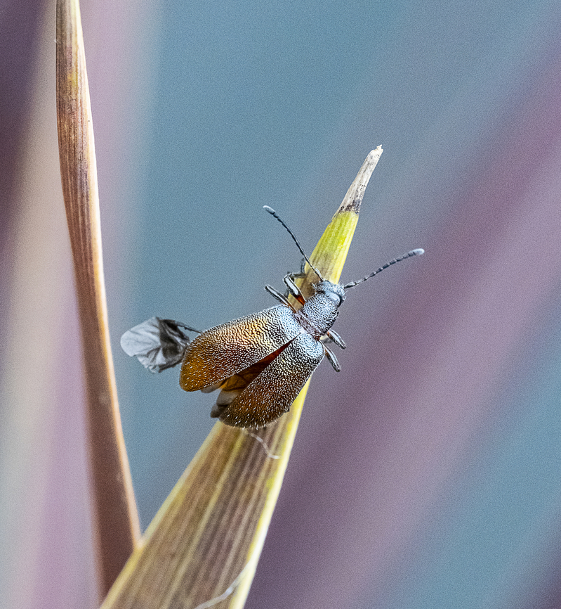 Ecnolagria grandis - Honeybrown beetle  Australia,Ecnolagria grandis,Geotagged,Honeybrown beetle,Summer