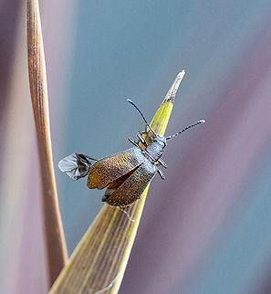 Ecnolagria grandis - Honeybrown beetle  Australia,Ecnolagria grandis,Geotagged,Honeybrown beetle,Summer