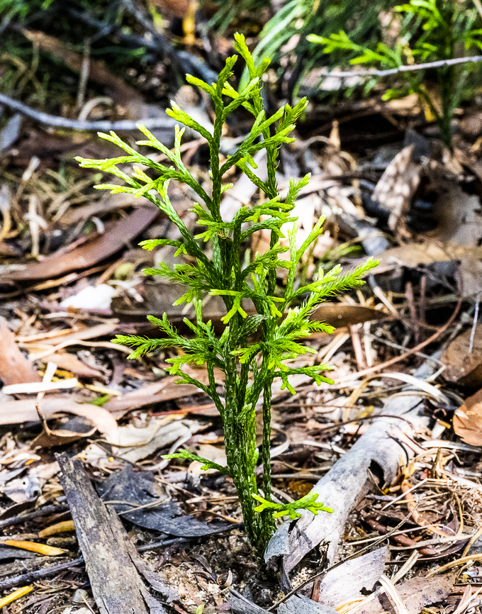 A Clubmoss ?  Australia,Geotagged,Summer