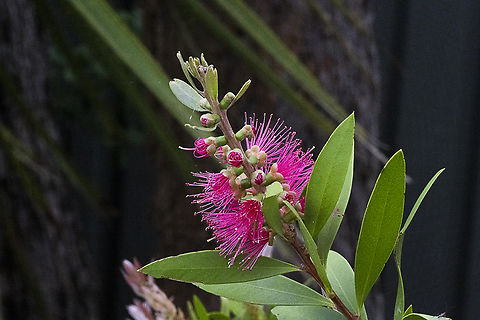 Callistemon citrinus  Australia,Callistemon citrinus,Crimson Bottlebrush,Geotagged,Summer