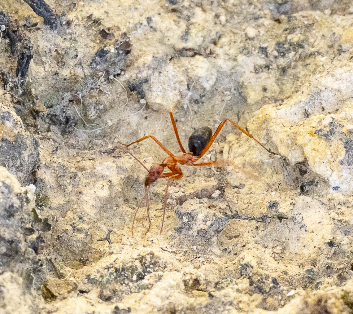 Red Spider Ant - Leptomyrmex rufipes  Australia,Geotagged,Leptomyrmex rufipes,Summer
