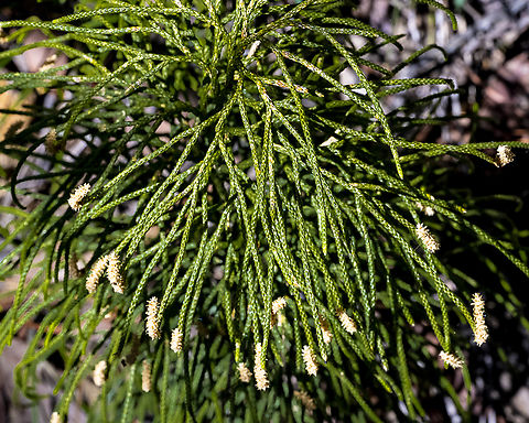 Pseudolycopodium deuterodensum - Bushy Clubmoss ?  Australia,Geotagged,Pseudolycopodium,Pseudolycopodium densum,Summer