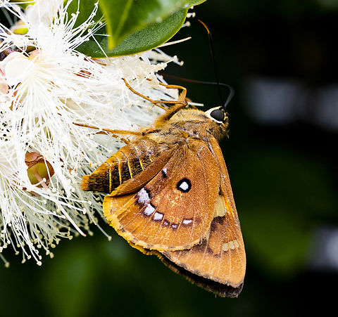 Splendid Ochre - Trapezites symmomus soma  Splendid Ochre,Trapezites symmomus