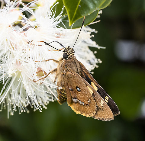 Trapezites symmomus  Australia,Geotagged,Splendid Ochre,Summer,Trapezites symmomus