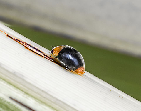 Cryptolaemus montrouzieri - Mealybug ladybird  Australia,Cryptolaemus montrouzieri,Geotagged,Mealybug Destroyer,Summer