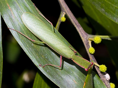 Garden Mantid - Orthodera ministralis  Australia,Australian Green Mantis,Geotagged,Orthodera ministralis,Summer