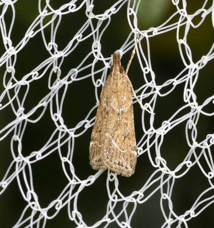 Snout Moth - Eudonia cleodoralis  Australia,Eudonia cleodoralis,Geotagged,Summer