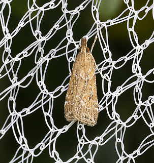 Snout Moth - Eudonia cleodoralis  Australia,Eudonia cleodoralis,Geotagged,Summer