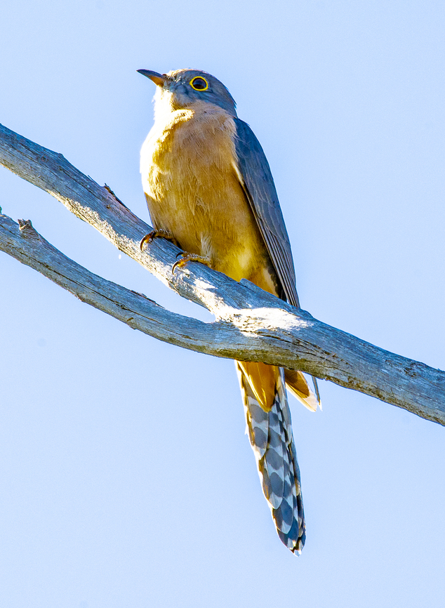 Fan Tailed Cuckoo - Cacomantis flabelliformis Almost two years - time flies Australia,Cacomantis flabelliformis,Fall,Fan-tailed Cuckoo,Fan-tailed cuckoo,Geotagged