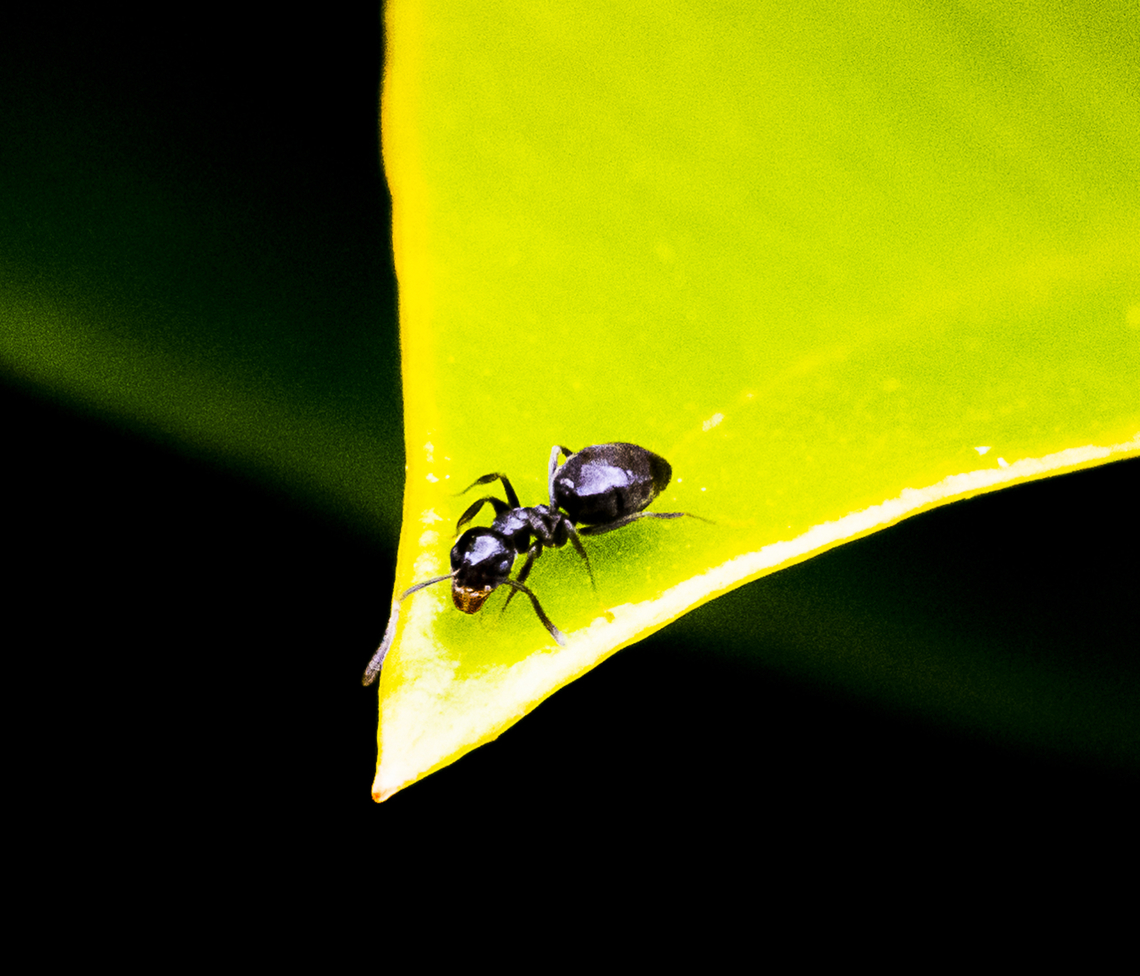 Golden Jawed Ant - technomyrmex sp. ? My descriptive name - very tiny Australia,Geotagged,Summer,Technomyrmex albipes,White-footed Ant