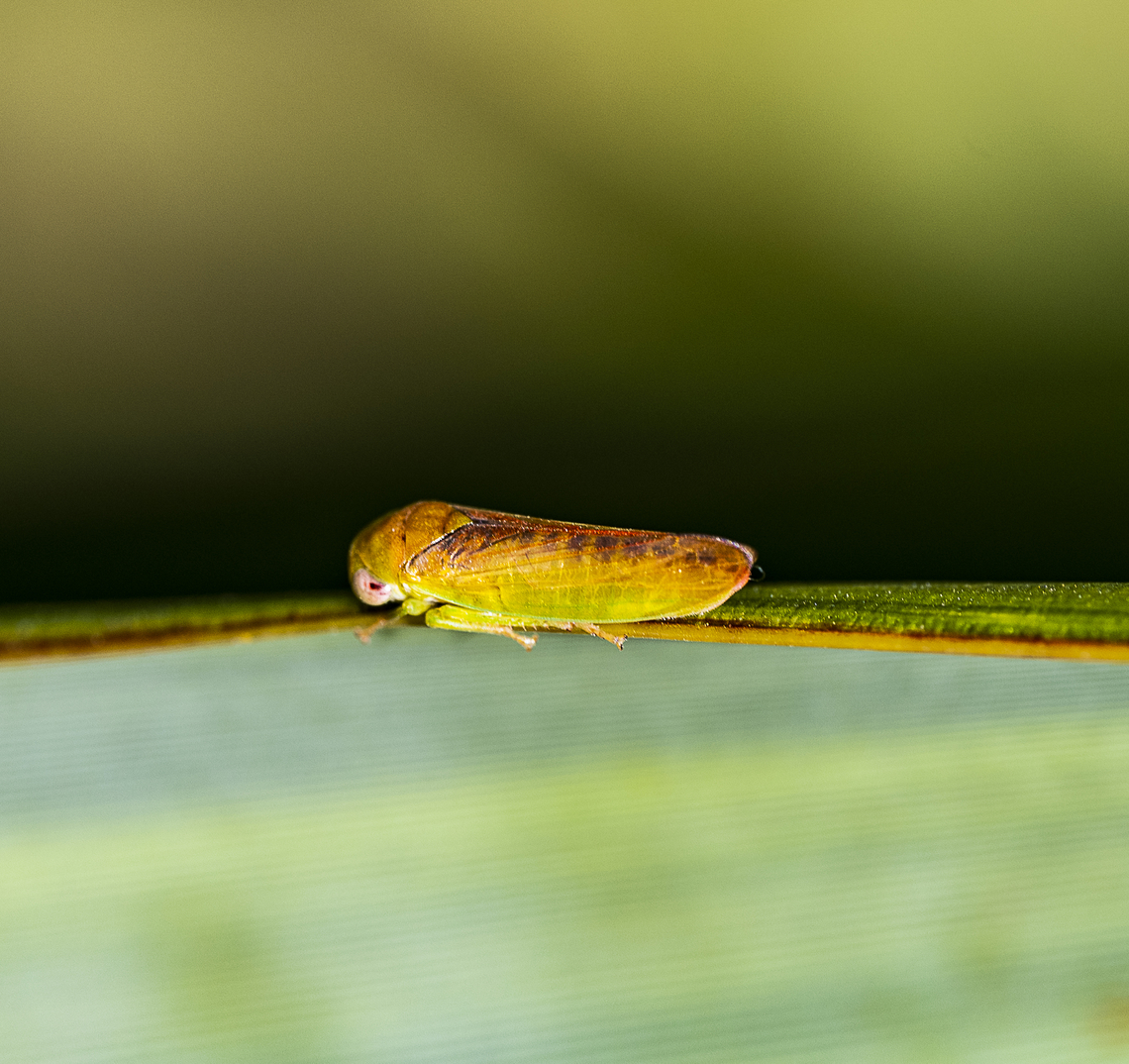 Leafhopper -  Ipoella sp. ?  Australia,Geotagged,Summer