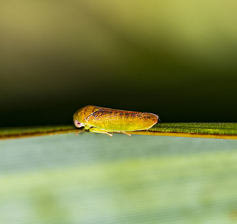 Leafhopper -  Ipoella sp. ?  Australia,Geotagged,Summer