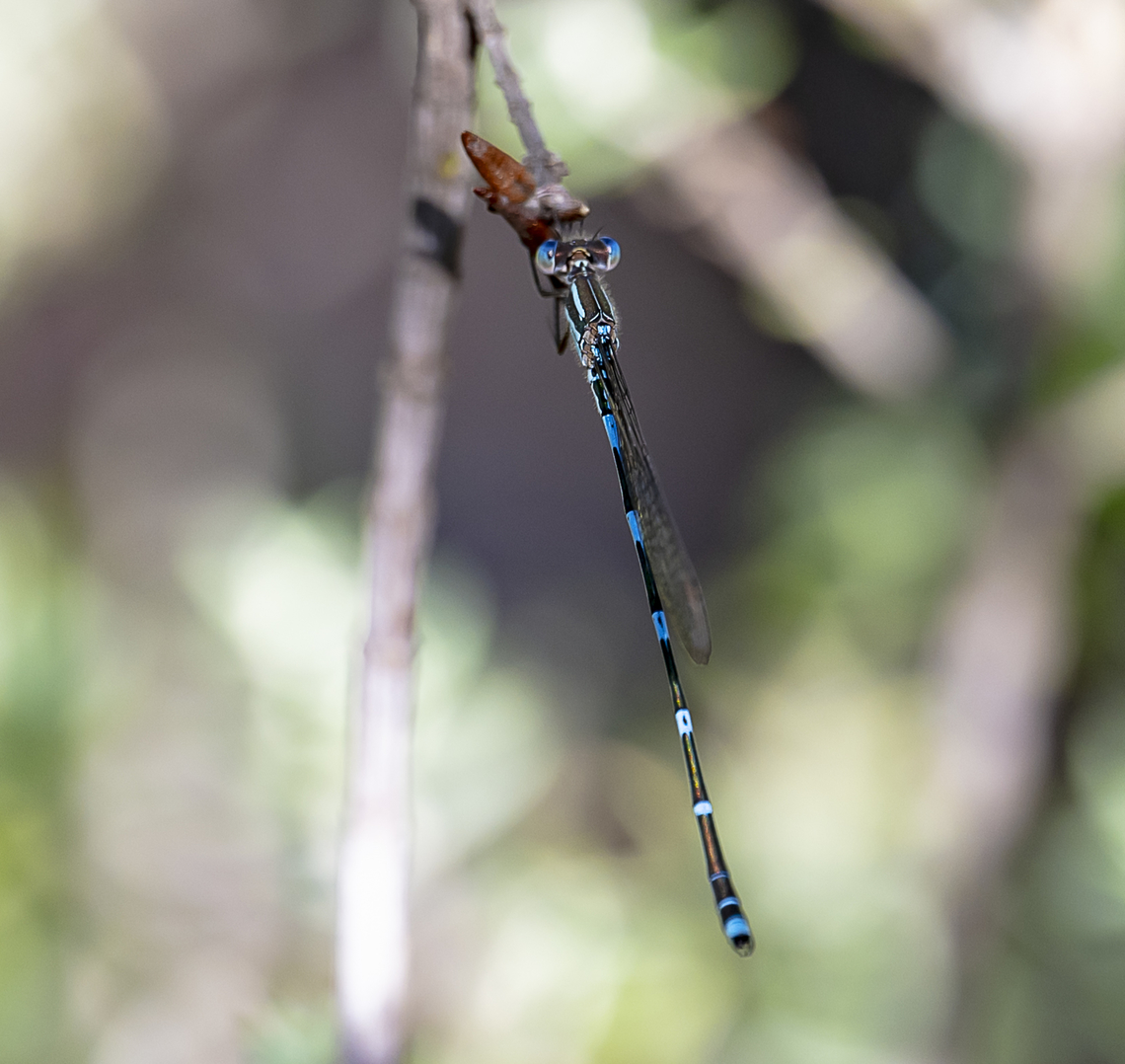 Damselfly -  Austrolestes leda - Wandering Ringtail  Australia,Austrolestes leda,Geotagged,Summer,Wandering Ringtail