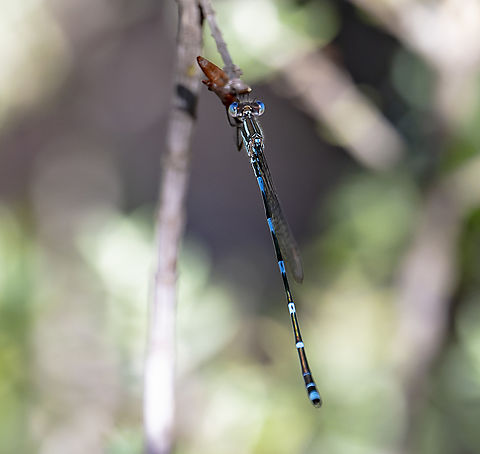 Damselfly -  Austrolestes leda - Wandering Ringtail  Australia,Austrolestes leda,Geotagged,Summer,Wandering Ringtail