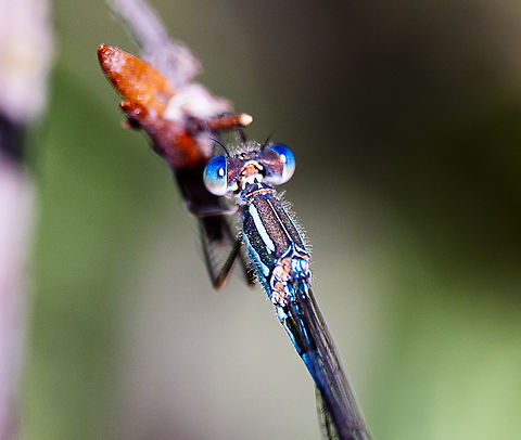 Damselfly - Austrolestes leda - Wandering Ringtail  Australia,Austrolestes leda,Geotagged,Summer,Wandering Ringtail