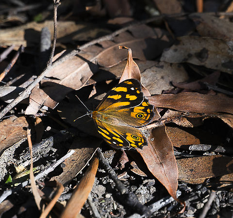 Heteronympha banksii Banks's Brown Butterfly Australia,Bright-eyed Brown,Geotagged,Heteronympha banksii,Heteronympha cordace,Summer