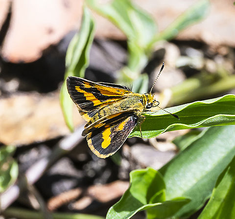 Ocybadistes walkeri Yellow-banded dart Australia,Geotagged,Greenish grass-dart,Ocybadistes walkeri,Summer