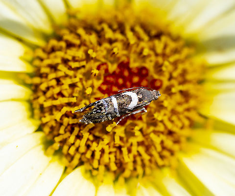 Glyphipterix sp.  Australia,Geotagged,Glyphipterix phosphora,Summer