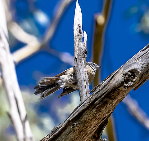Grey Fantail  Australia,Geotagged,Grey Fantail,Rhipidura albiscapa,Summer
