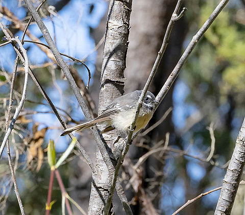 Grey Fantail  Australia,Geotagged,Grey Fantail,Rhipidura albiscapa,Summer