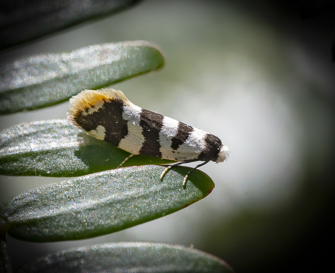 Lepidoscia characota  Australia,Geotagged,Lepidoscia characota,Summer