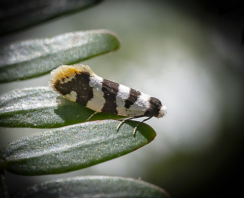 Lepidoscia characota  Australia,Geotagged,Lepidoscia characota,Summer