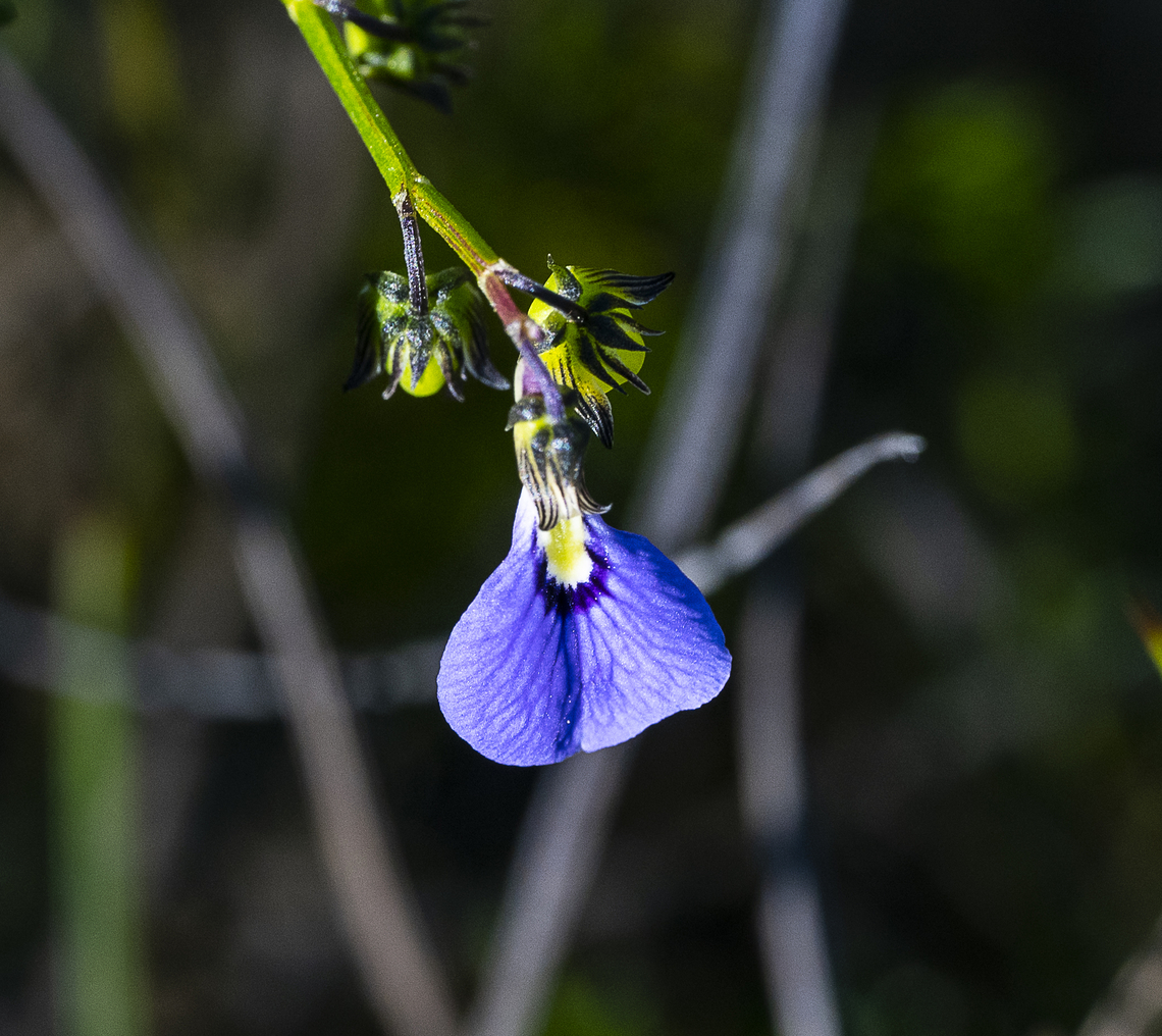 Lady's Slipper - Pigea monopetala  Australia,Geotagged,Lady's Slipper,Pigea monopetala,Summer