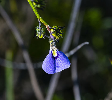 Lady's Slipper - Pigea monopetala  Australia,Geotagged,Lady's Slipper,Pigea monopetala,Summer