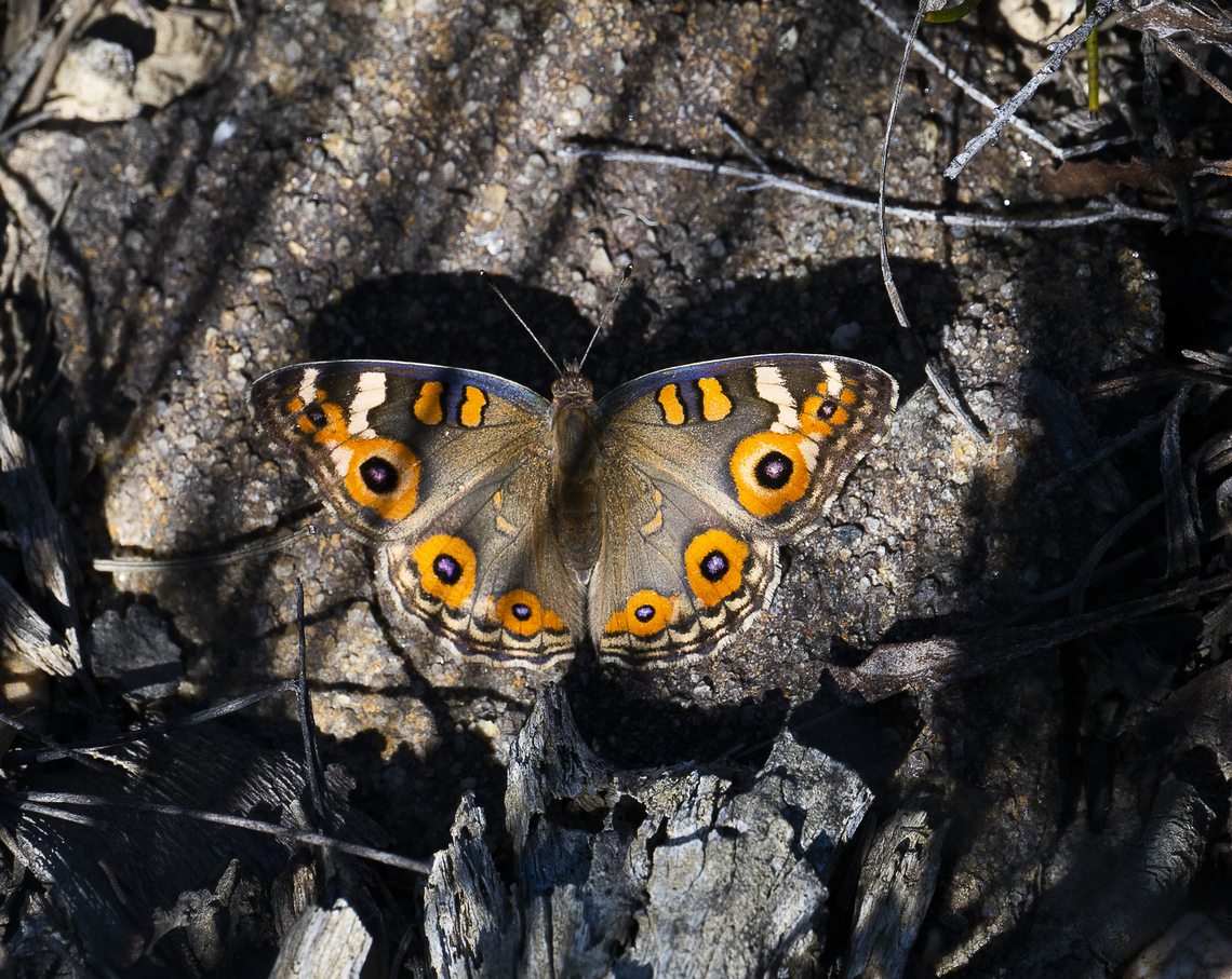 Junonia villida Meadow Argus Australia,Geotagged,Junonia villida,Meadow Argus,Summer