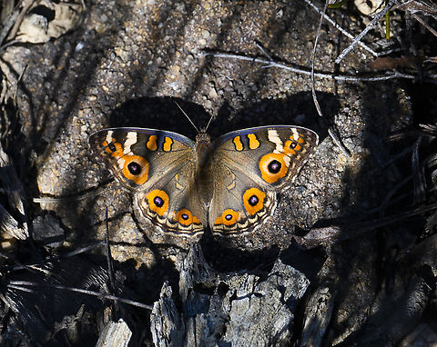 Junonia villida Meadow Argus Australia,Geotagged,Junonia villida,Meadow Argus,Summer