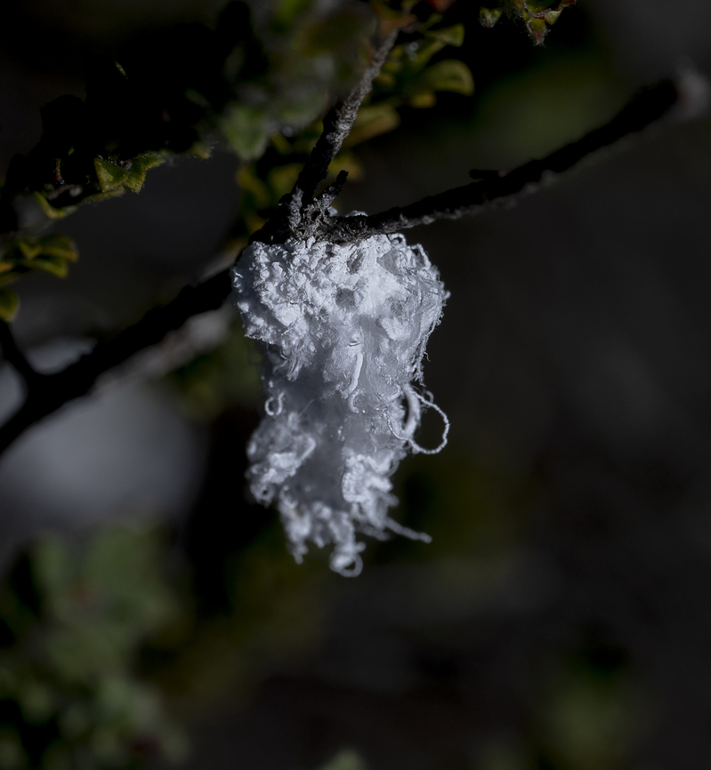 Woolly Aphid  -  Eriosoma lanigerum  Australia,Callococcus acaciae,Eriosoma lanigerum,Geotagged,Summer,Woolly apple aphid