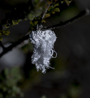 Woolly Aphid  -  Eriosoma lanigerum  Australia,Callococcus acaciae,Eriosoma lanigerum,Geotagged,Summer,Woolly apple aphid