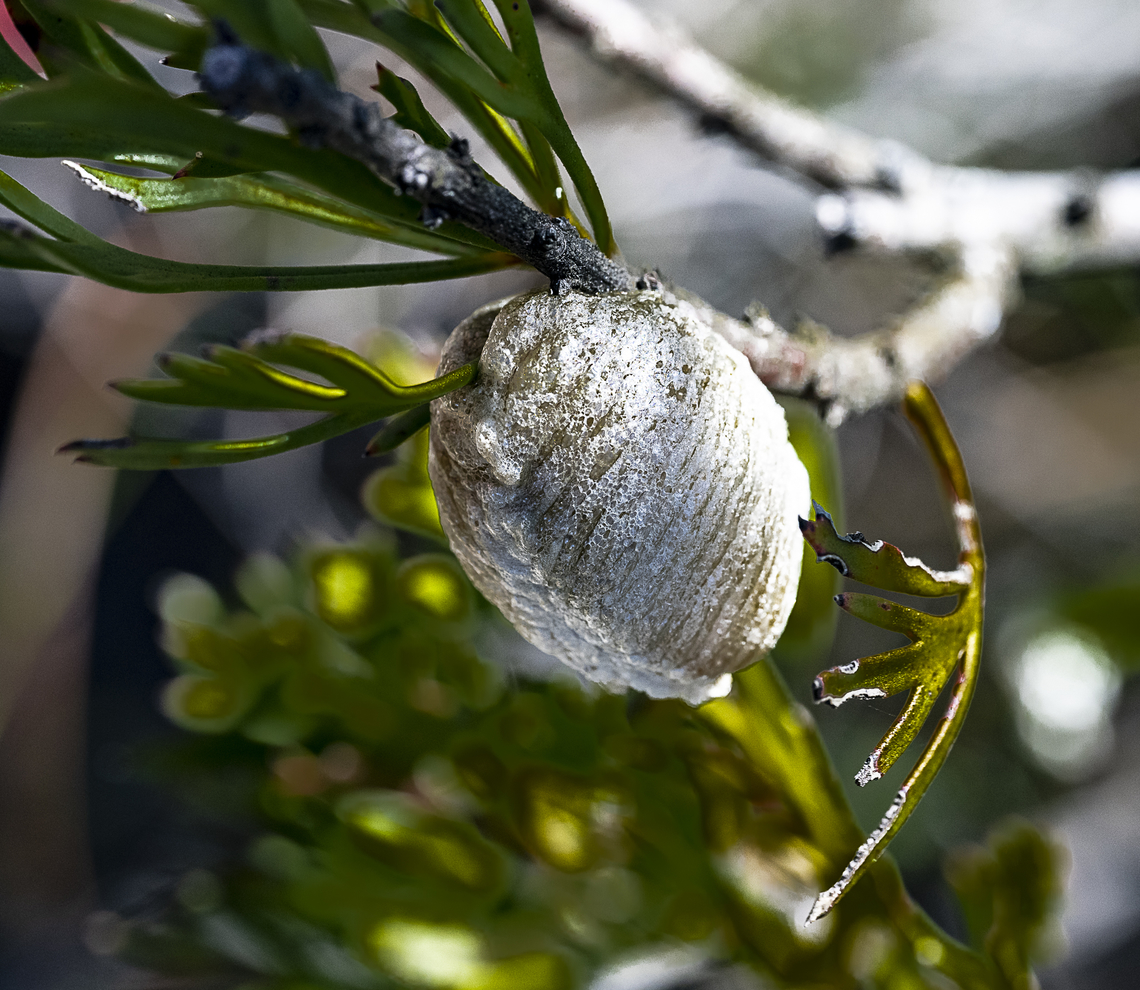 Ootheca - Mantid - Praying mantis Ootheca Australia,Australian Green Mantis,Geotagged,Orthodera ministralis,Summer