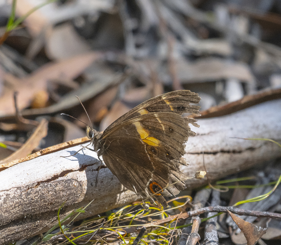 Swordgrass Brown A worn warrior Australia,Geotagged,Summer,Swordgrass Brown,Tisiphone abeona