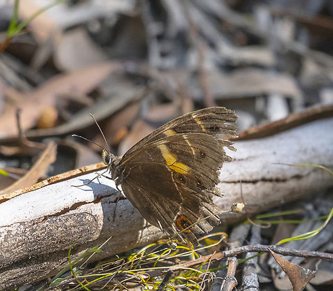 Swordgrass Brown A worn warrior Australia,Geotagged,Summer,Swordgrass Brown,Tisiphone abeona
