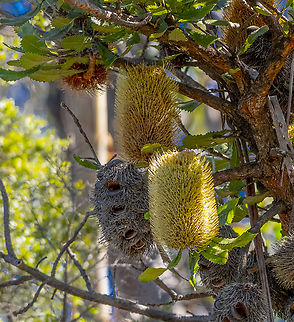 Banksia serrata - Old Man Banksia Different stages Australia,Banksia serrata,Geotagged,Saw banksia,Summer
