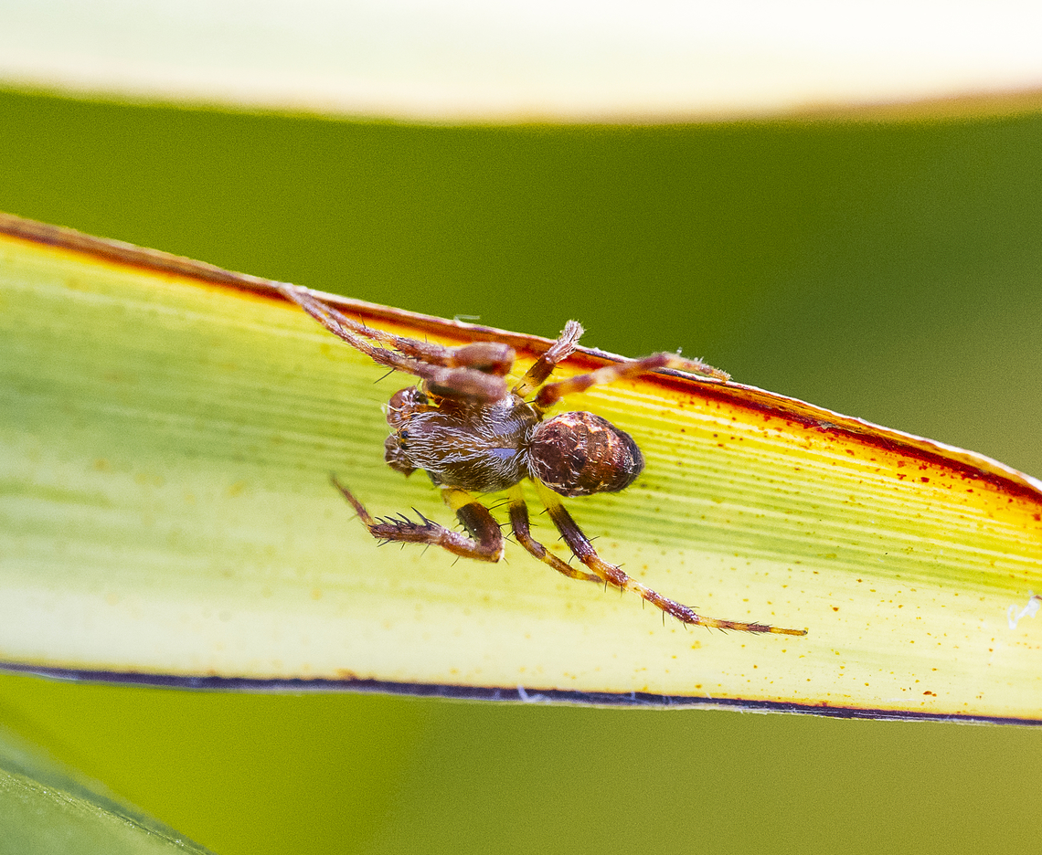Orbweaver  Australia,Geotagged,Summer
