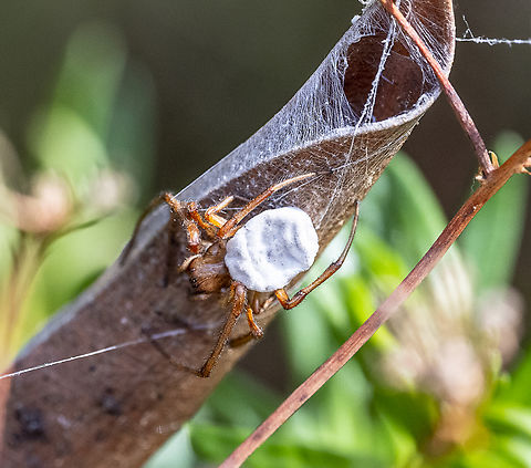 Phonognatha sp. Leaf-curling Spider Australia,Geotagged,Summer