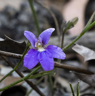 Snake Flower - Scaevola ramosissima  Australia,Geotagged,Purple fan-flower,Scaevola ramosissima,Summer